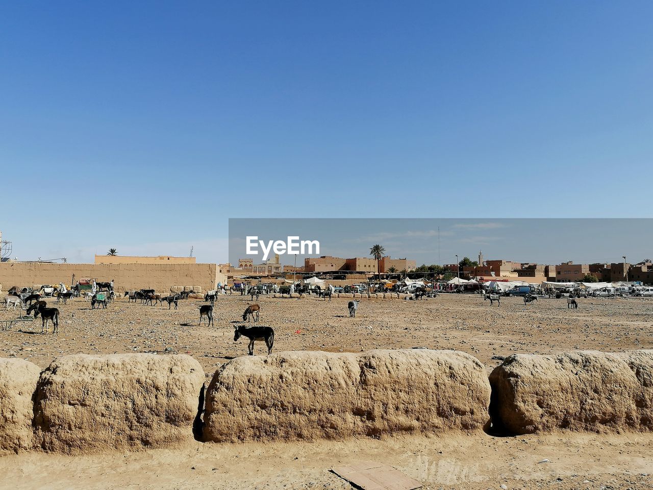 FLOCK OF SHEEP ON FIELD AGAINST CLEAR SKY