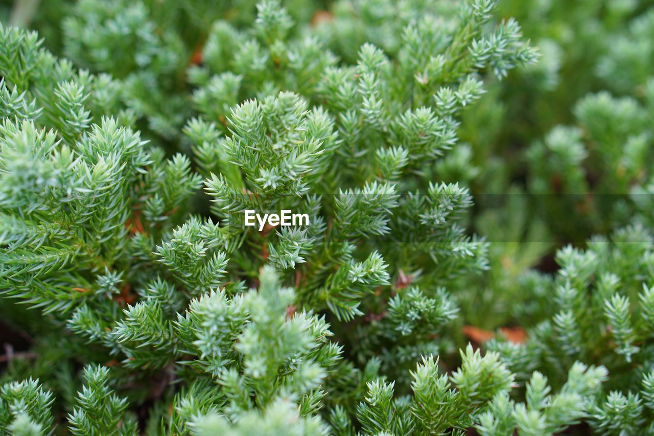 Close-up of pine tree