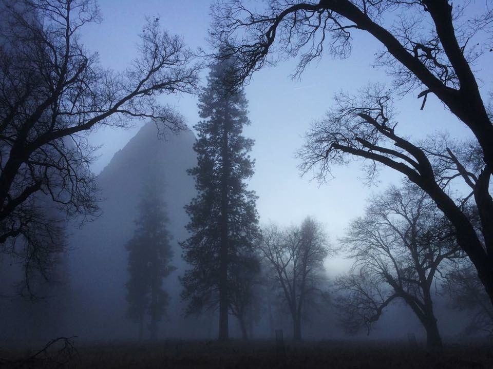 BARE TREES IN PARK