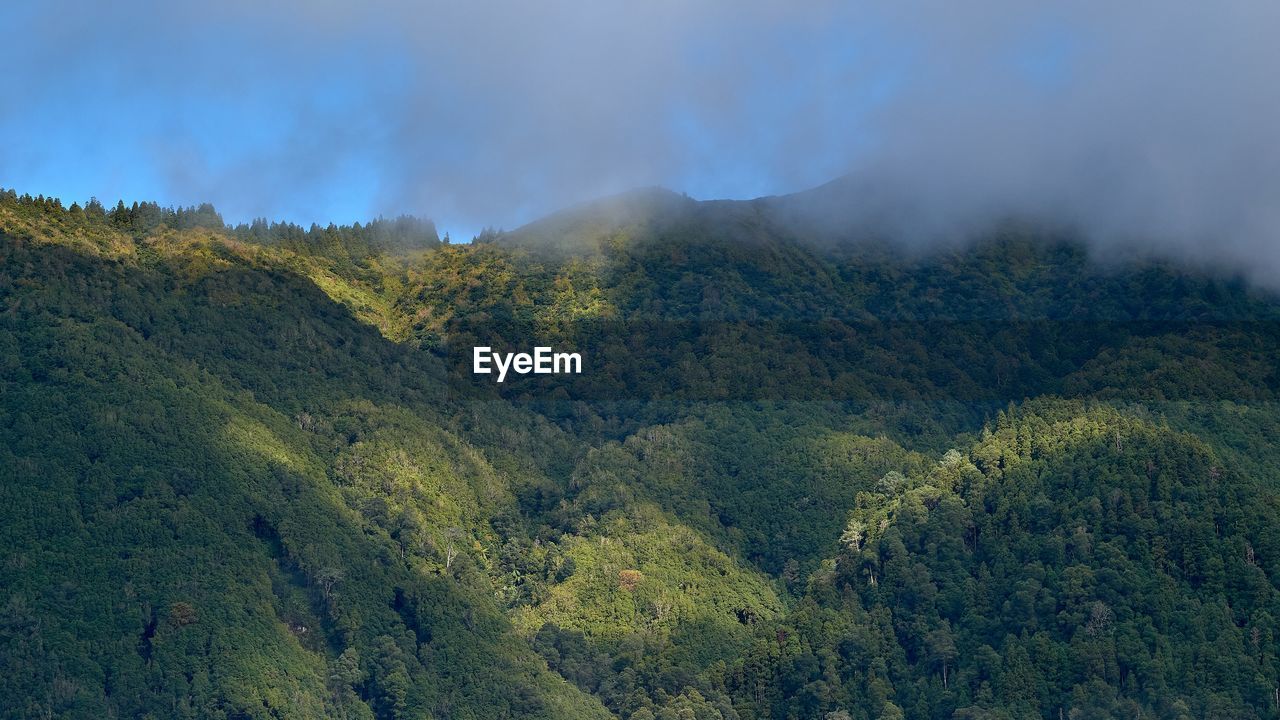 SCENIC VIEW OF TREES ON LANDSCAPE AGAINST SKY