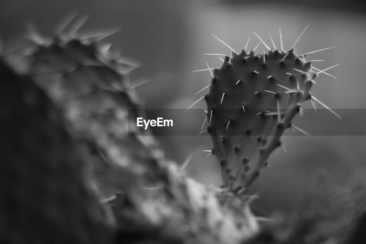 Close-up of prickly pear cactus