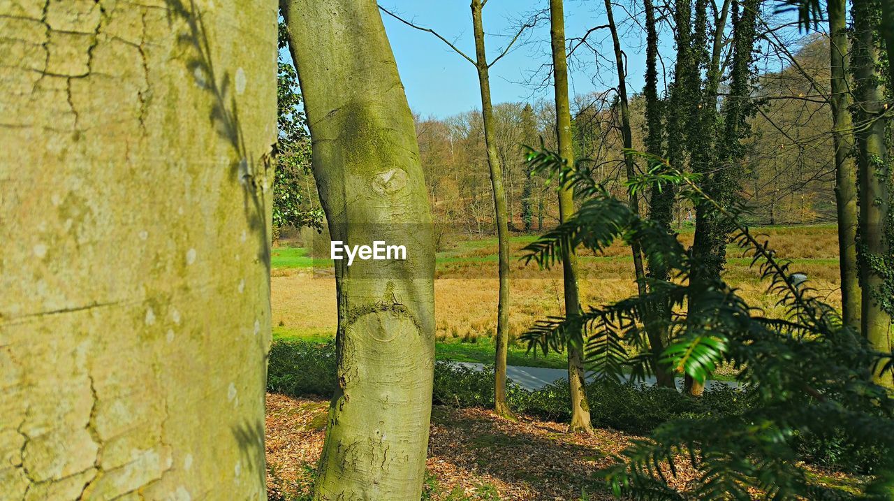 TREES GROWING IN PARK