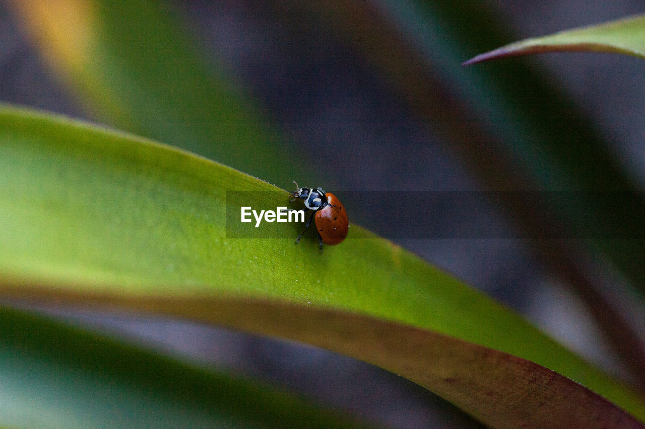 CLOSE-UP OF INSECT ON GREEN PLANT