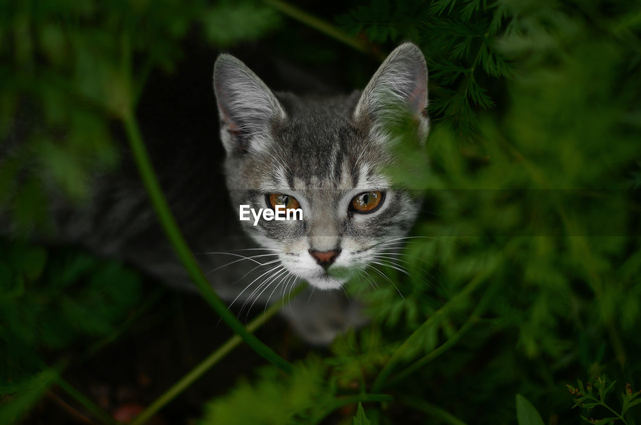 PORTRAIT OF CAT ON PLANT