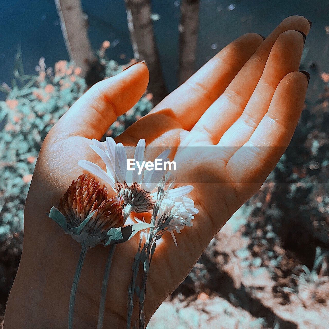 Close-up of hand holding flowers