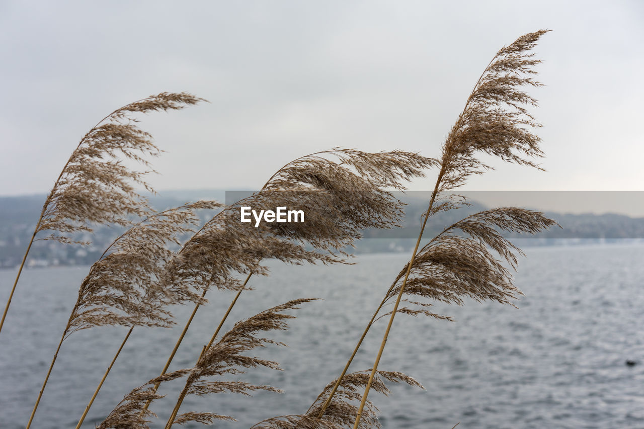 CLOSE-UP OF STALKS AGAINST SKY AND SEA