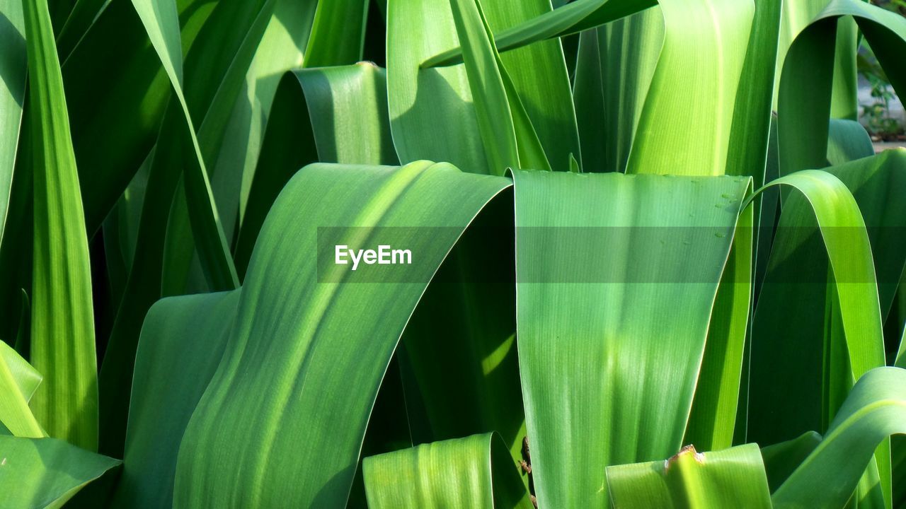 FULL FRAME SHOT OF GREEN PLANT