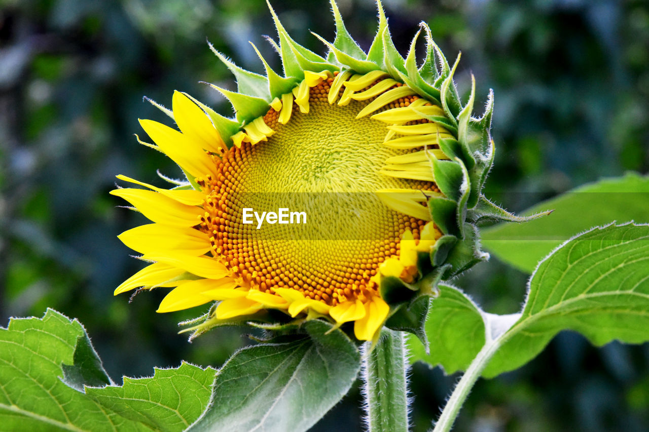 plant, yellow, sunflower, flower, flowering plant, beauty in nature, nature, freshness, plant part, leaf, growth, flower head, close-up, petal, inflorescence, fragility, no people, green, animal wildlife, outdoors, focus on foreground, macro photography, animal themes, environment, landscape, animal, sunflower seed, insect, summer, day, vibrant color, botany, land, pollen