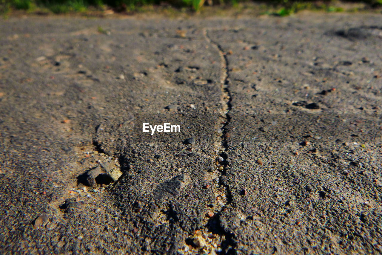 HIGH ANGLE VIEW OF LIZARD ON A LAND