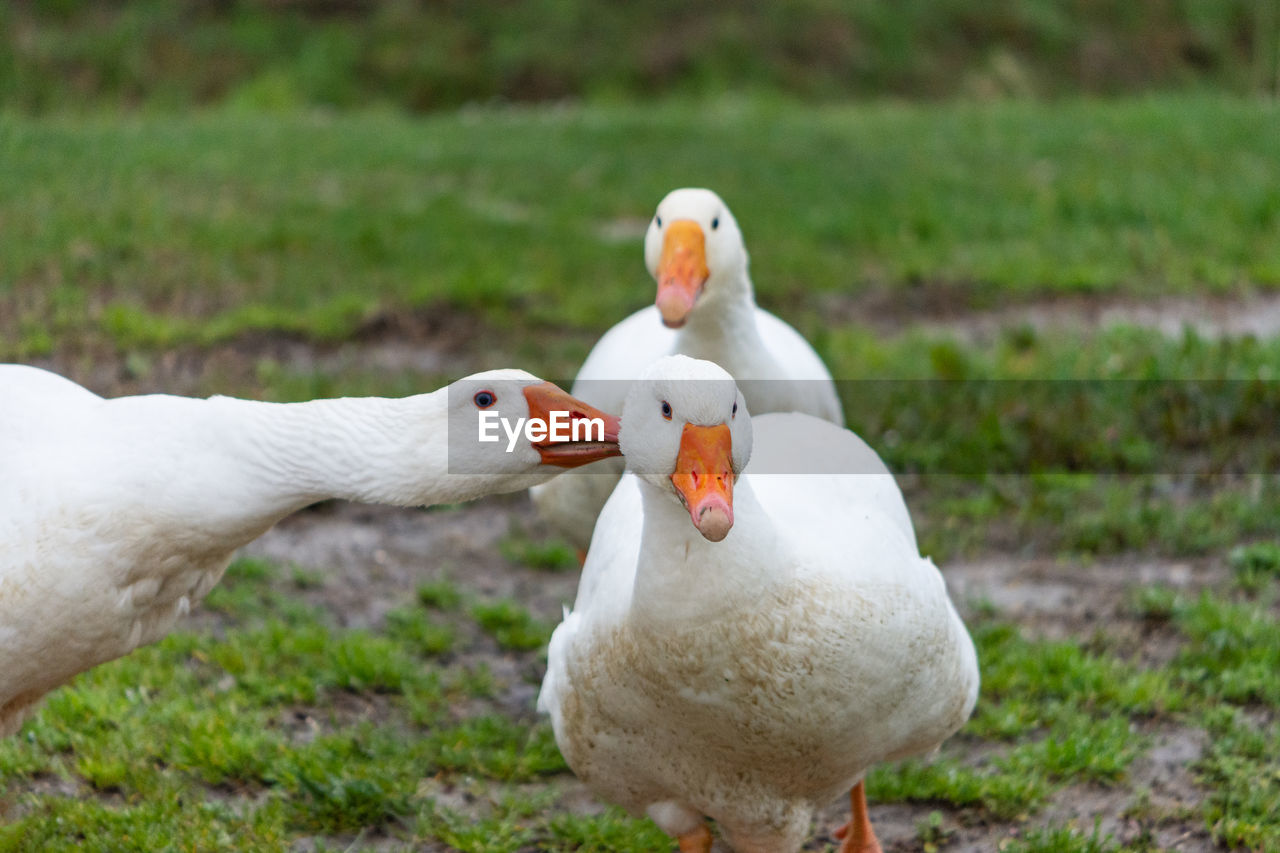 VIEW OF BIRDS ON GRASS