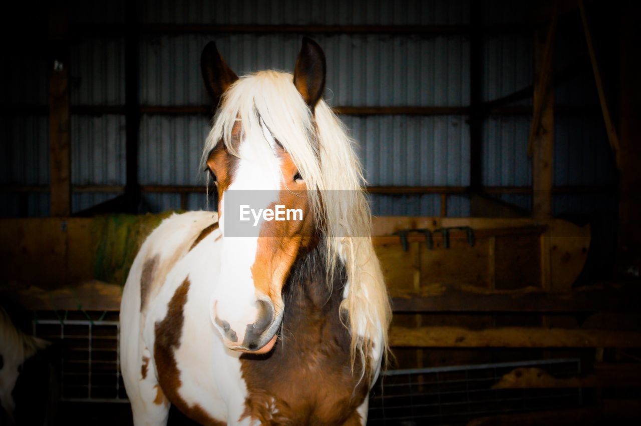 Close-up of a horse