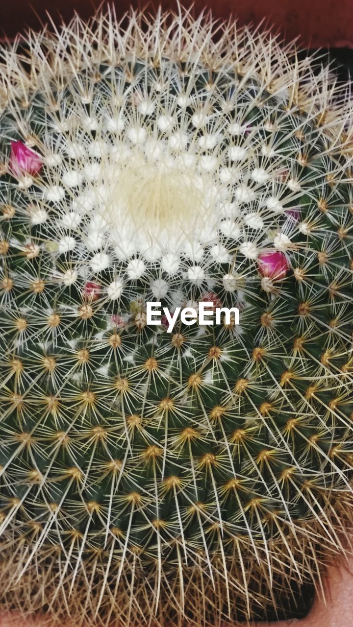 CLOSE-UP OF CACTUS PLANT