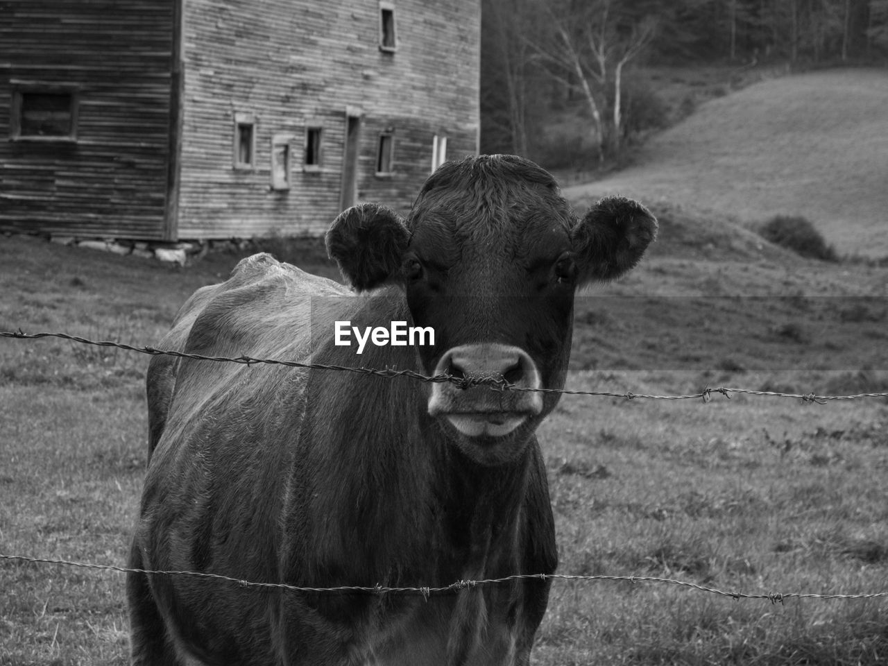 Close-up of cow in farm