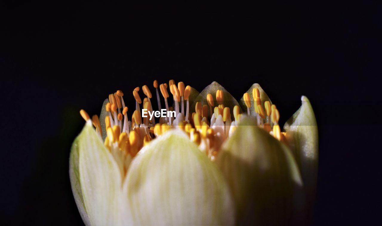 Close-up of flowering plant against black background