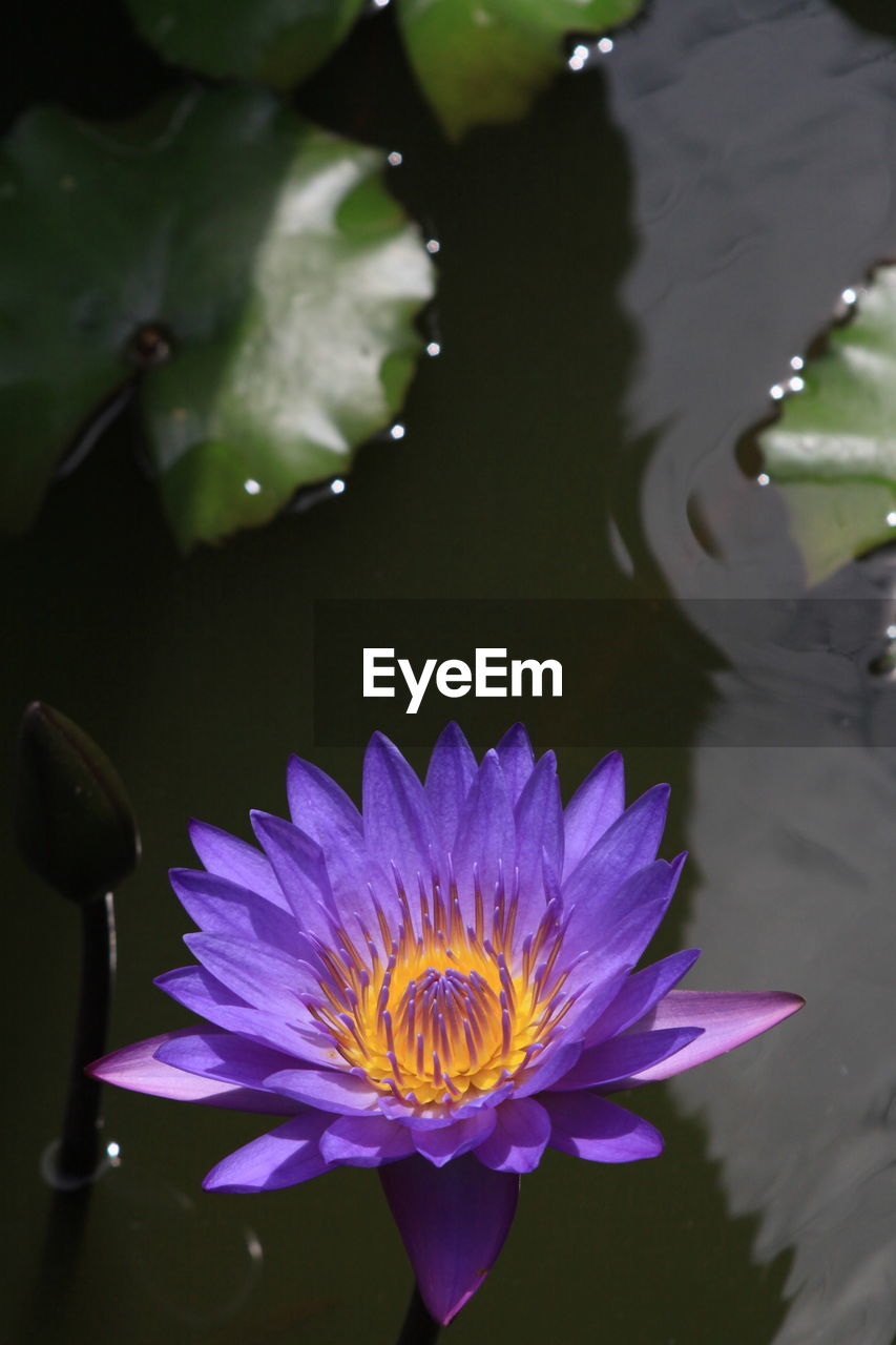 flower, flowering plant, plant, freshness, water, beauty in nature, macro photography, nature, petal, purple, flower head, inflorescence, fragility, water lily, close-up, pond, leaf, growth, green, aquatic plant, plant part, blossom, no people, pollen, floating, floating on water, outdoors, yellow, lotus water lily, reflection, drop