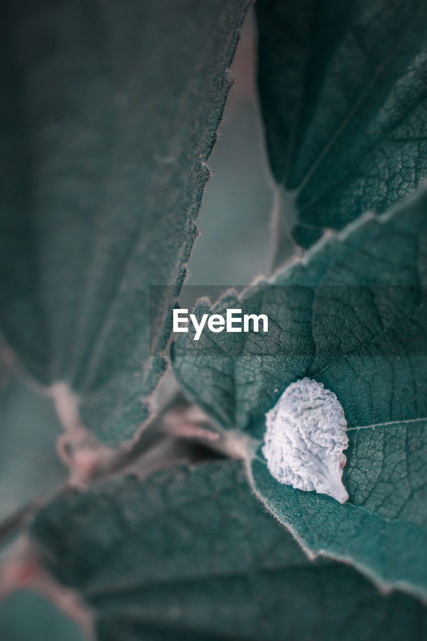 CLOSE-UP OF DRY LEAVES ON TREE