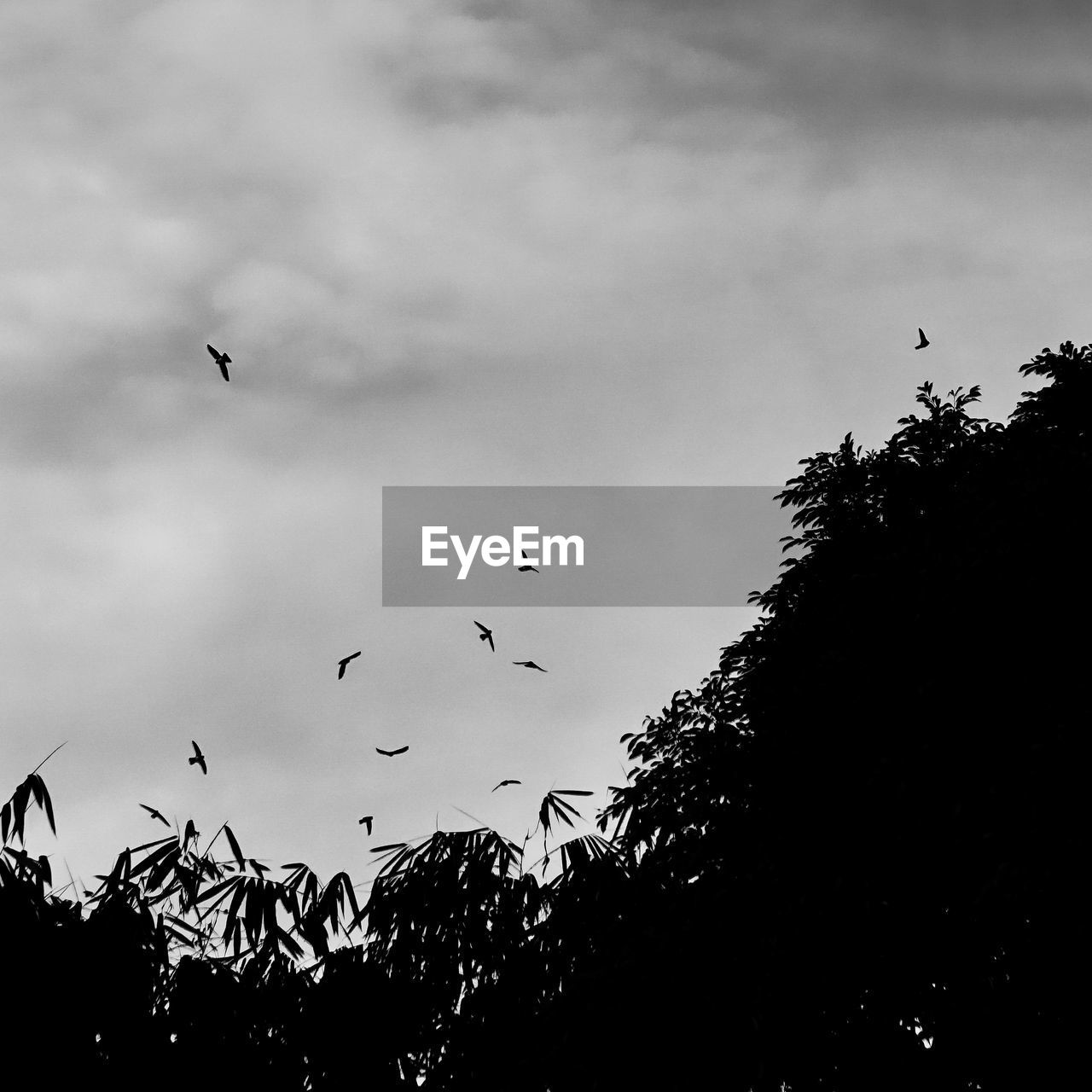 Low angle view of bird flying in cloudy sky