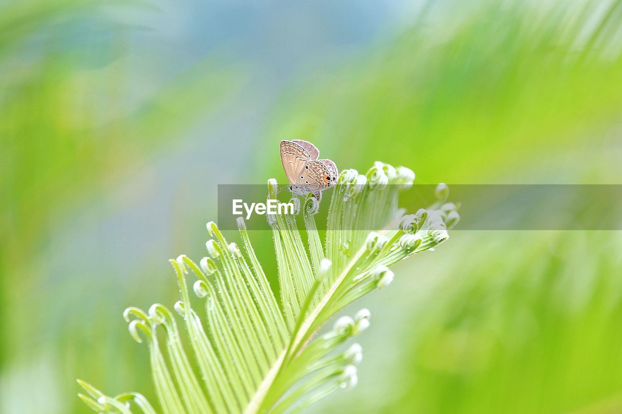 CLOSE-UP OF BUTTERFLY POLLINATING FLOWERS