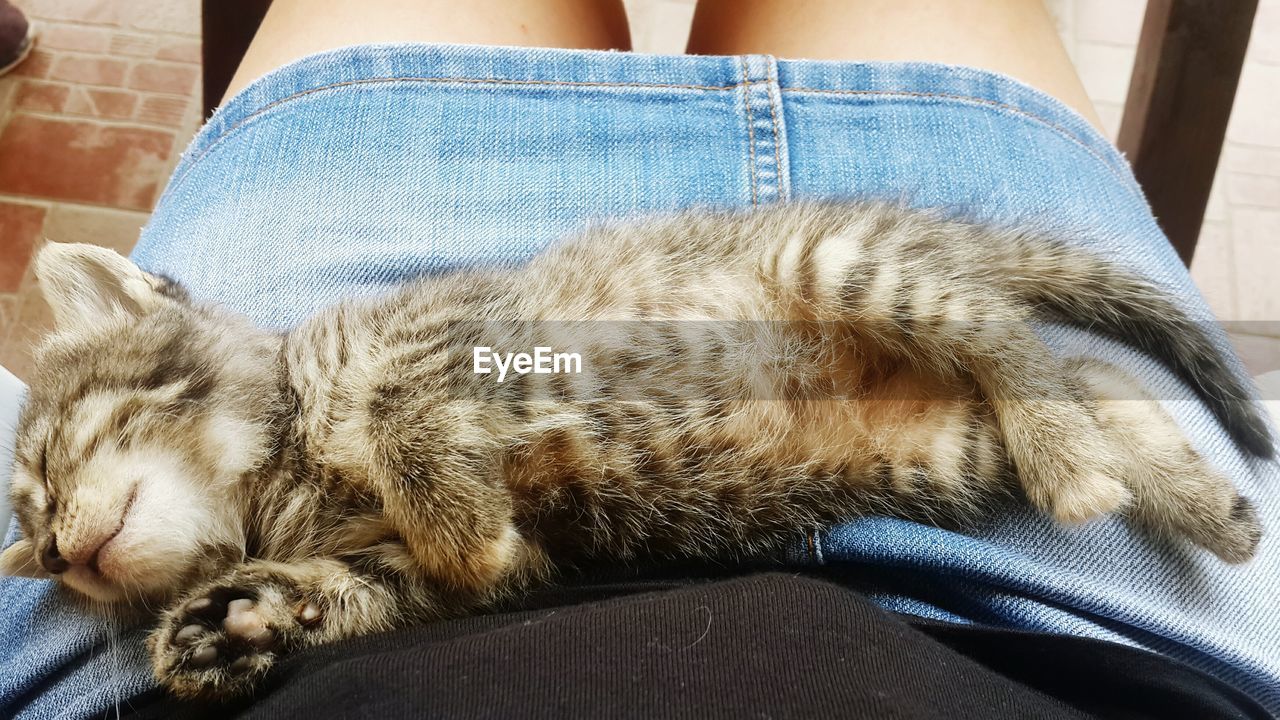 MIDSECTION OF A CAT SLEEPING