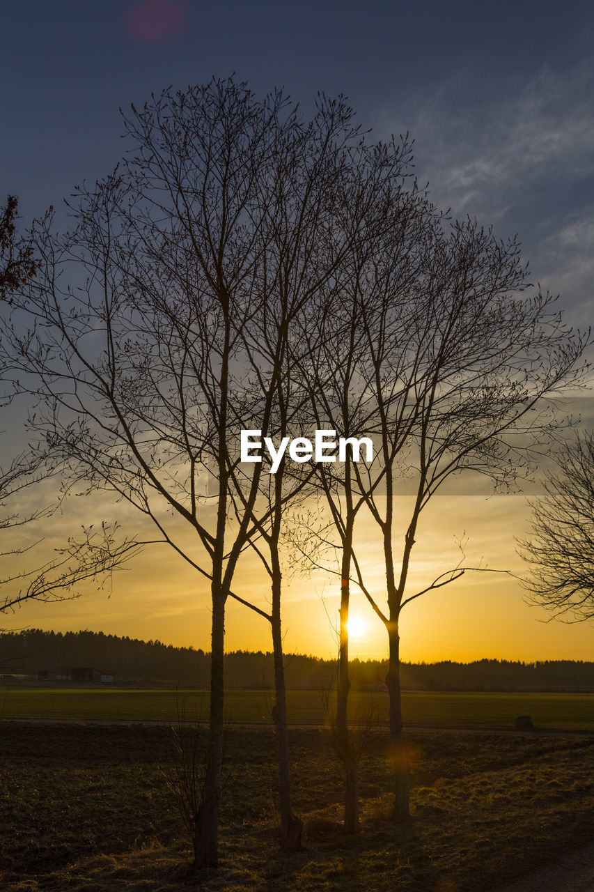 Silhouette bare tree on field against sky during sunset