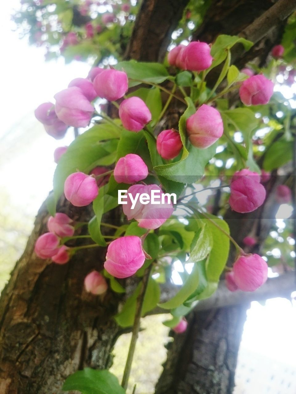 CLOSE-UP OF PINK FLOWERS ON TREE