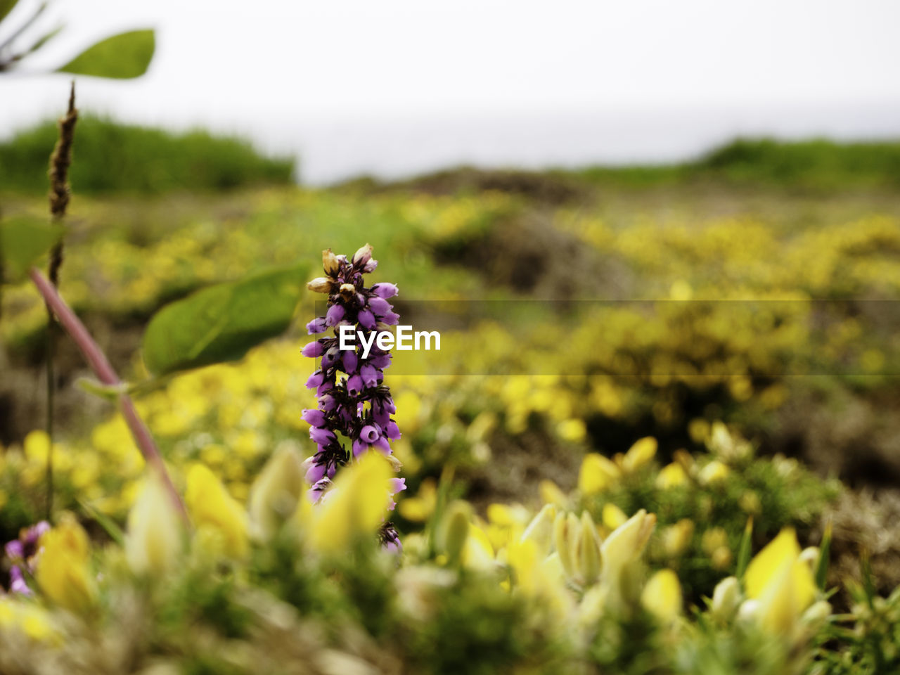 CLOSE-UP OF PURPLE FLOWERING PLANT ON LAND