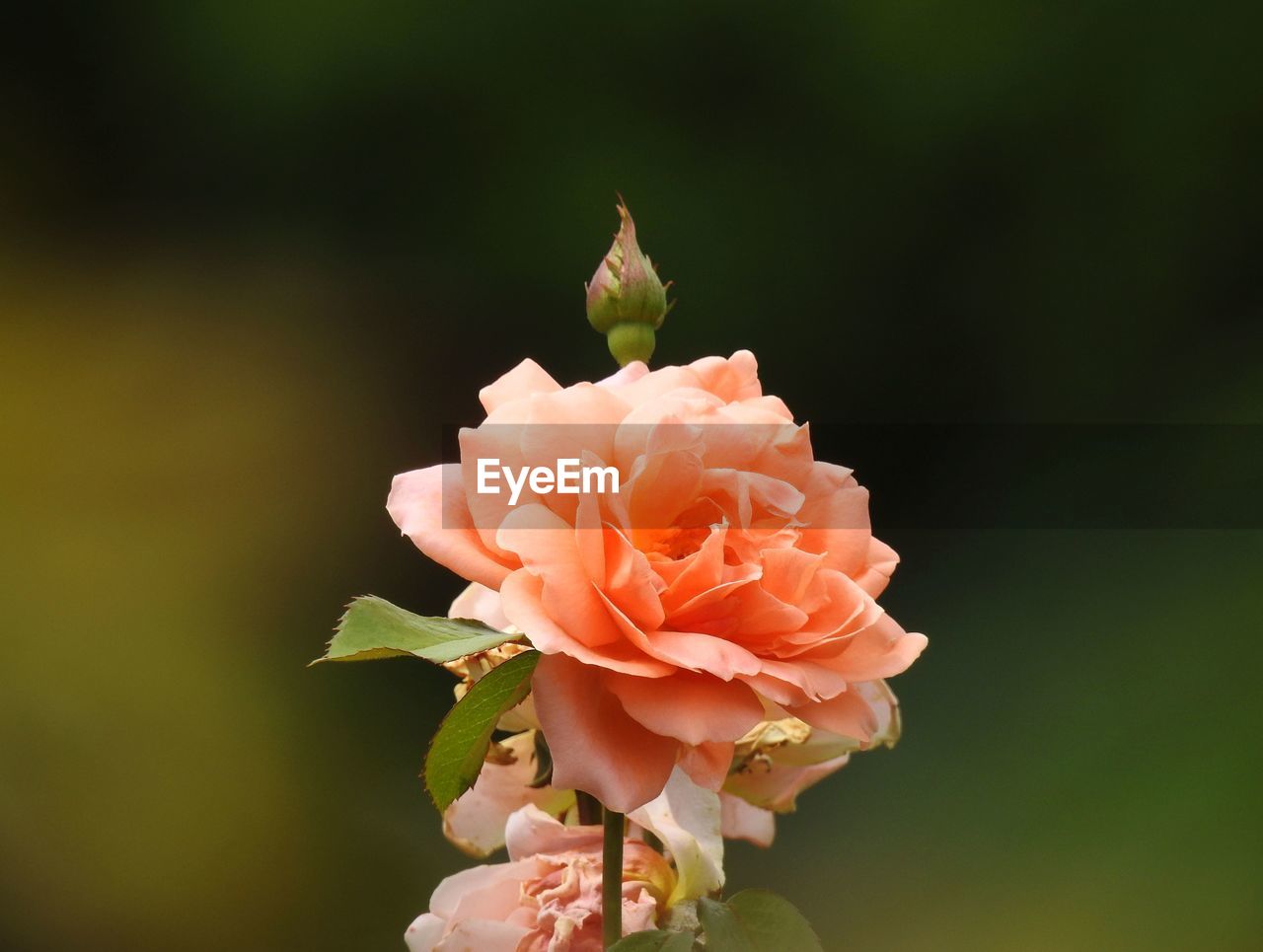 Close-up of peach rose blooming outdoors