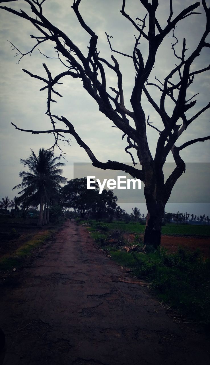 VIEW OF BARE TREES ALONG ROAD