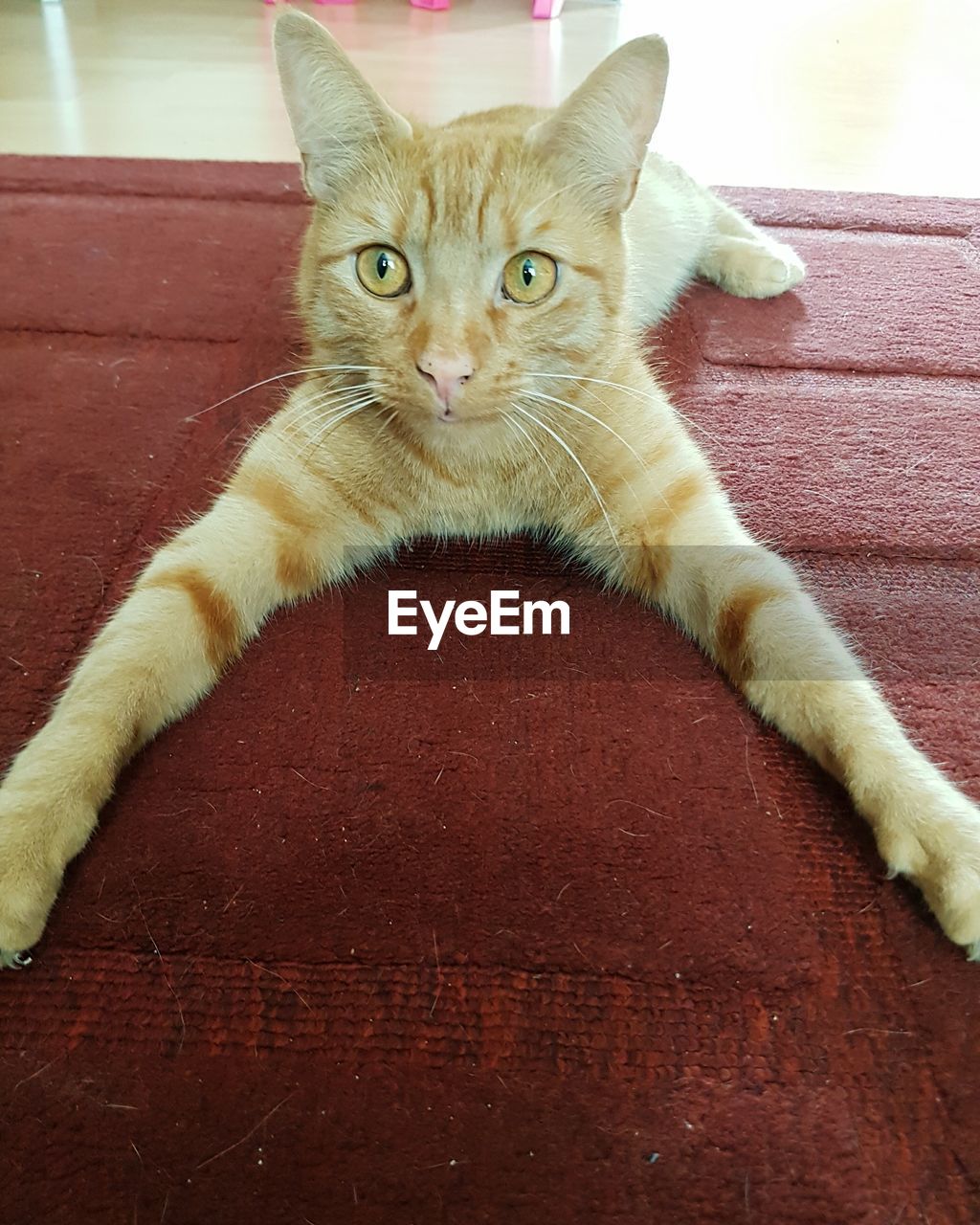 CLOSE-UP PORTRAIT OF CAT ON BLANKET