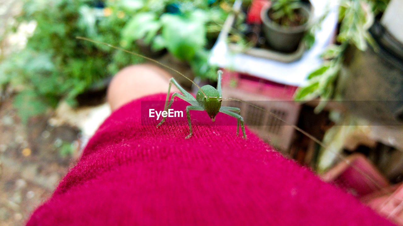 CLOSE-UP OF PERSON HOLDING RED PLANT