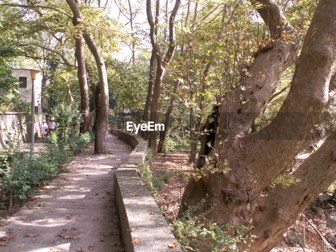 EMPTY WALKWAY ALONG TREES