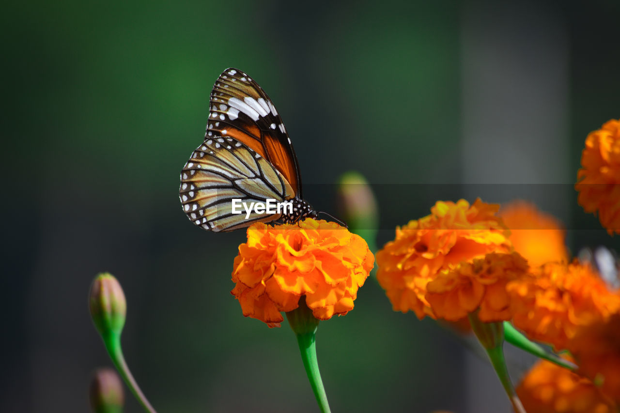 Beautiful butterfly on marigold flower in the garden