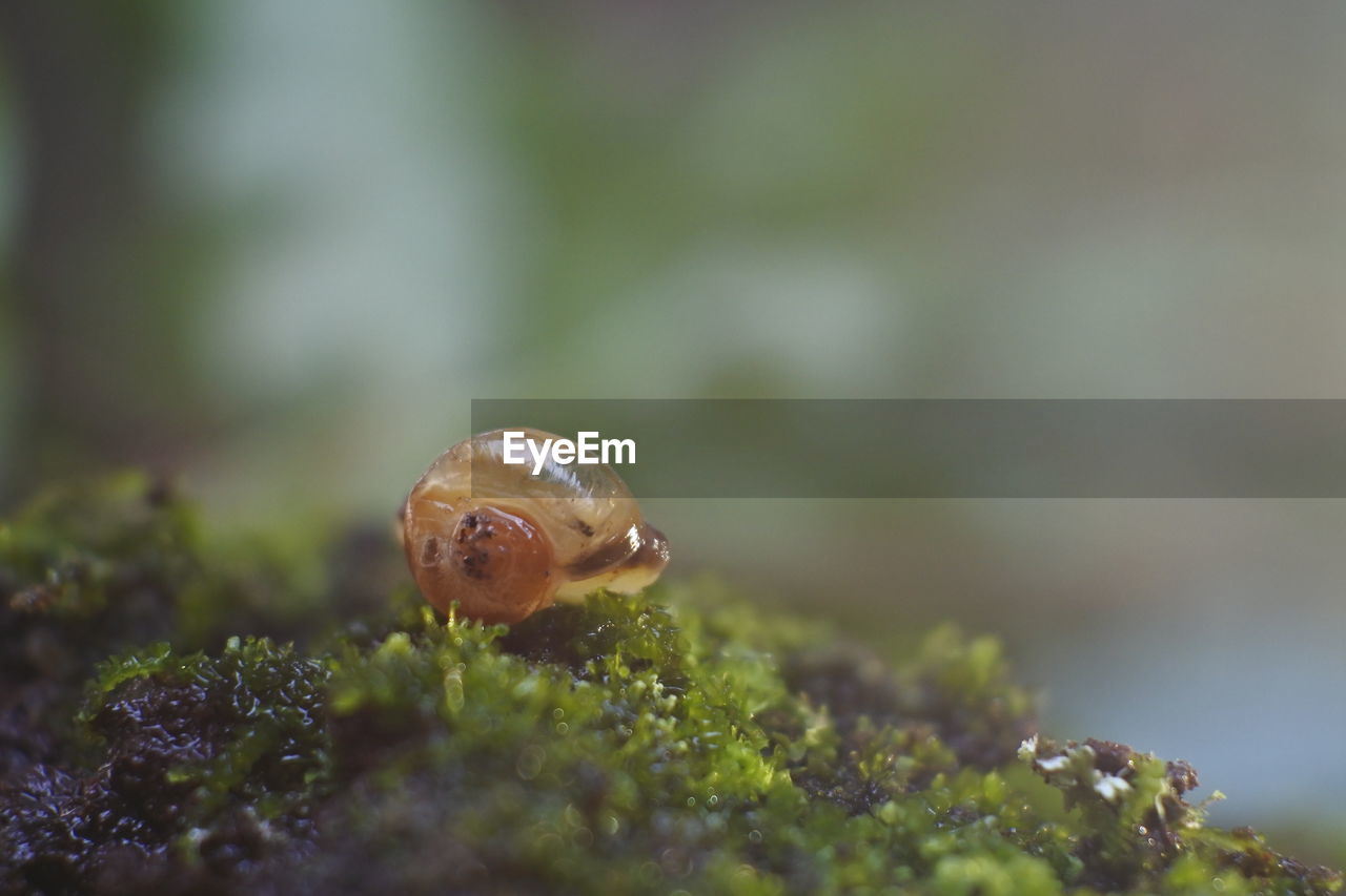 Golden snail among the green moss. macro photo