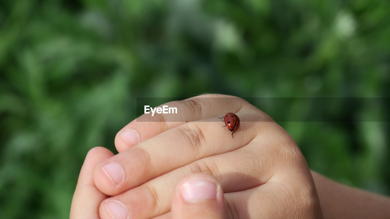 Close-up of ladybug on hand