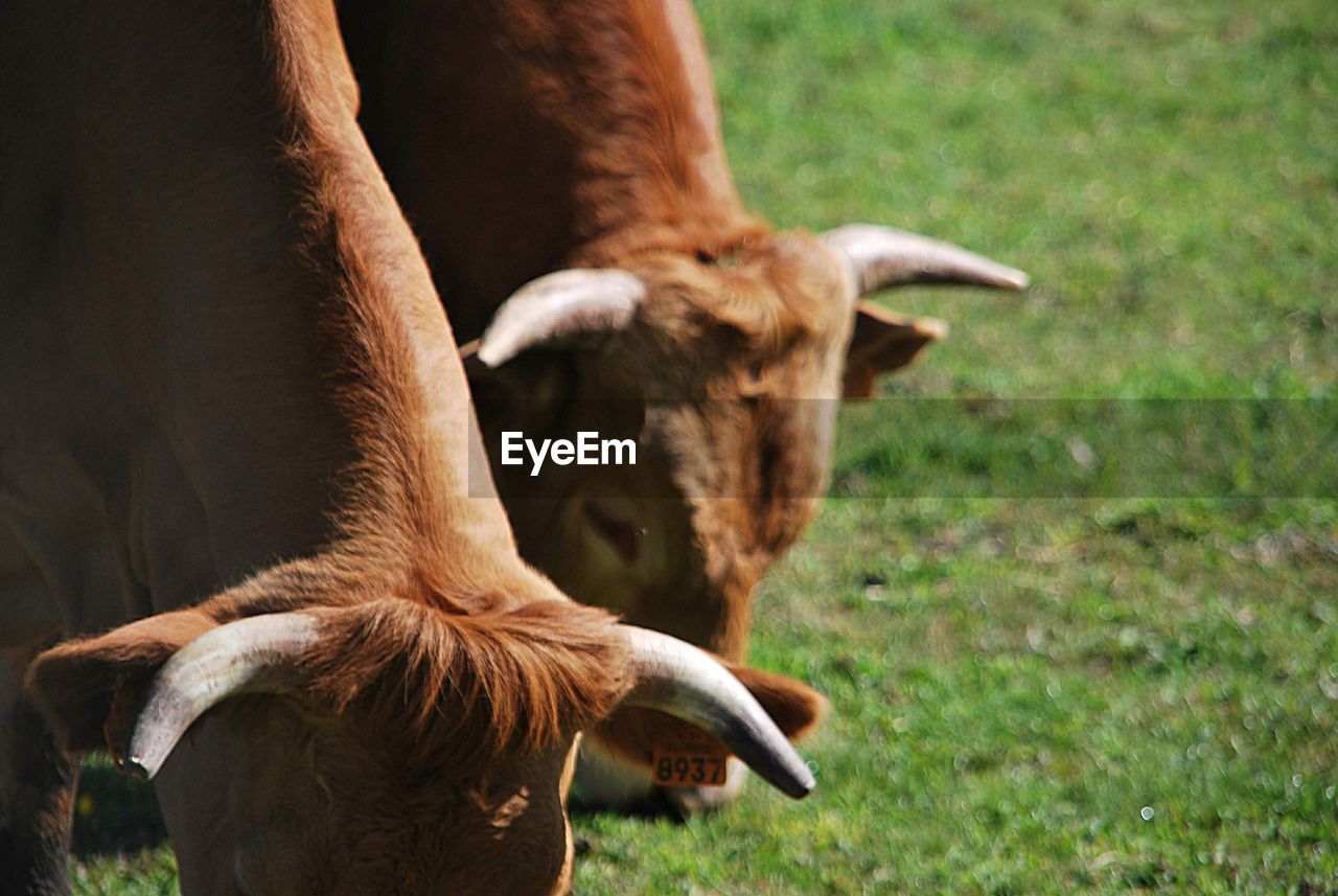 View of cows on field