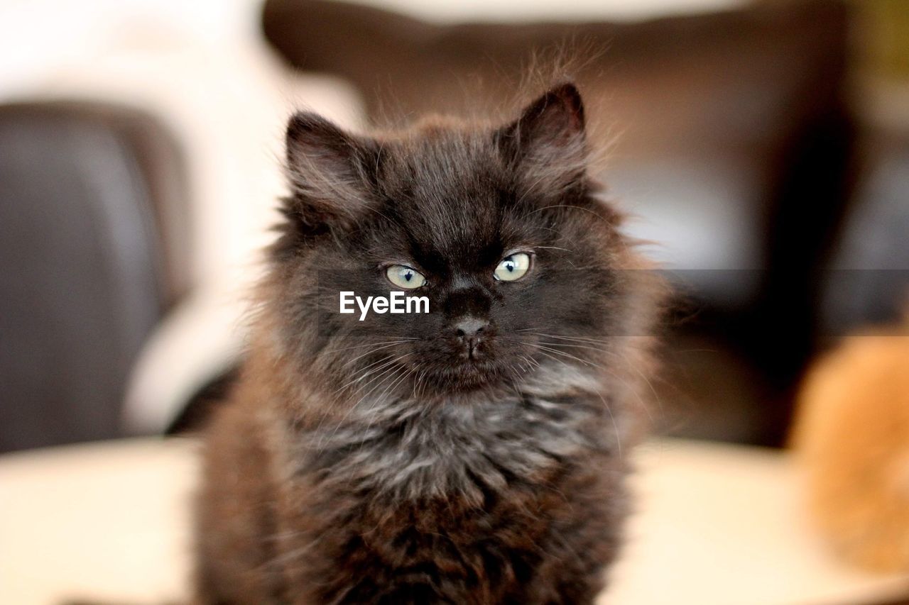 A black siberian cat kitten 