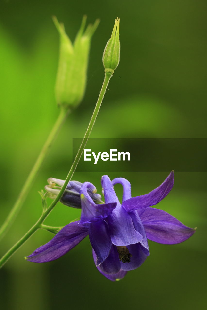 CLOSE-UP OF PURPLE FLOWER GROWING ON PLANT