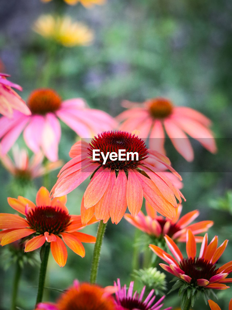 CLOSE-UP OF RED FLOWERS