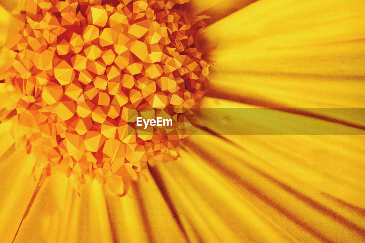 MACRO SHOT OF YELLOW FLOWER