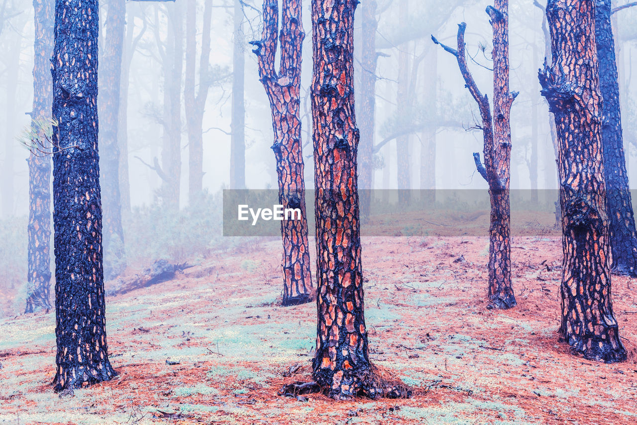 Scenic view of forest