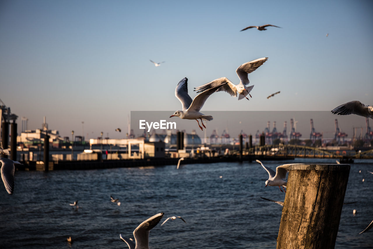 SEAGULLS FLYING OVER SEA