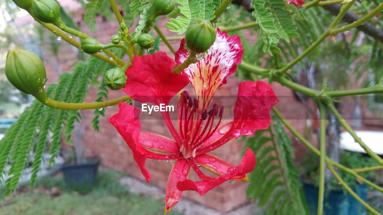 CLOSE-UP OF RED FLOWERS