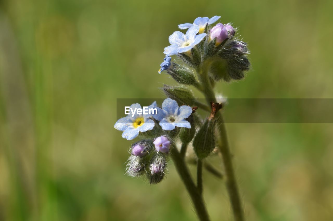 CLOSE-UP OF PURPLE FLOWERS