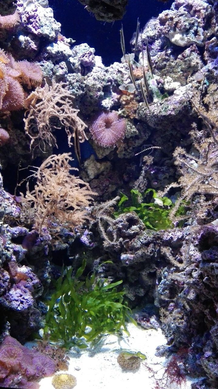 CLOSE-UP OF CORAL UNDERWATER