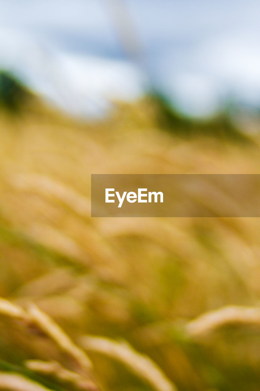 FULL FRAME SHOT OF CROP GROWING ON FIELD