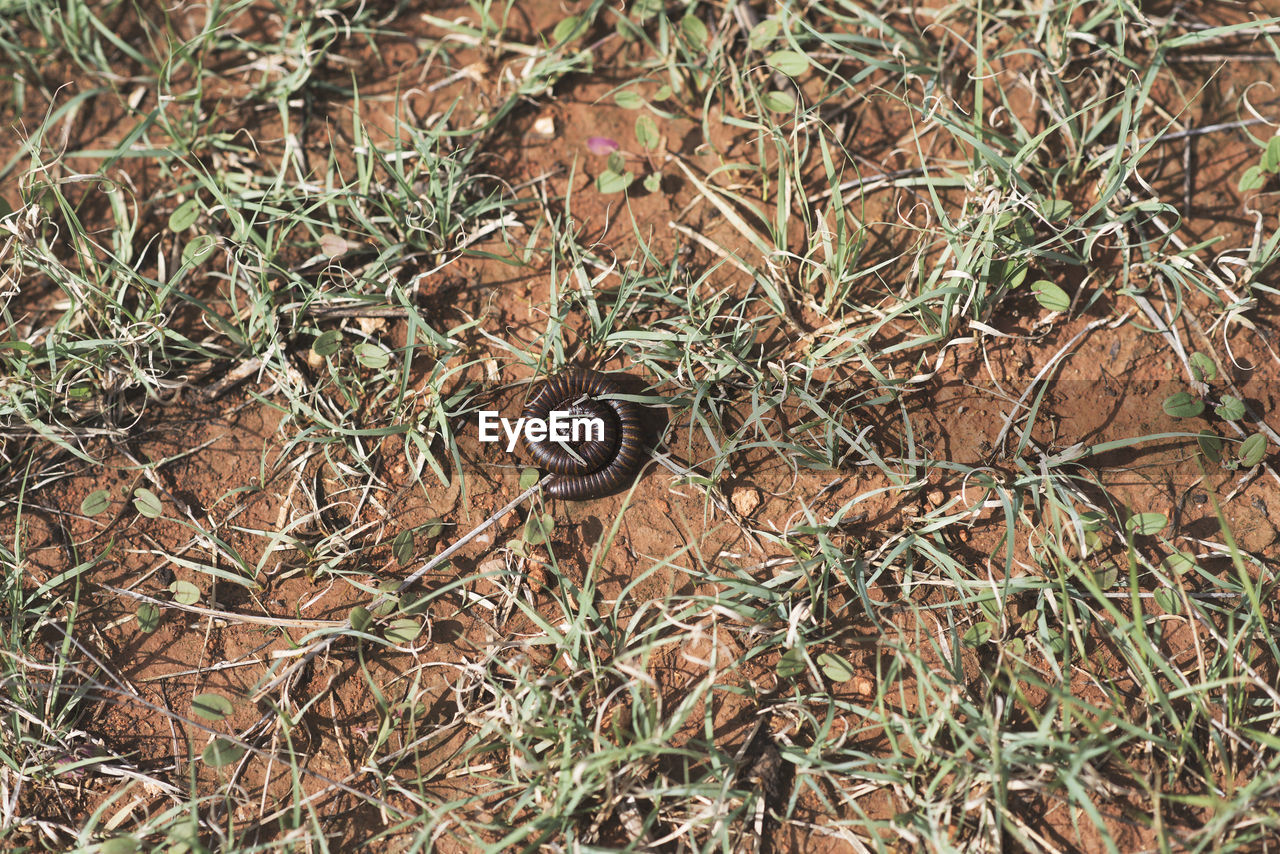 CLOSE-UP OF SNAIL ON LAND