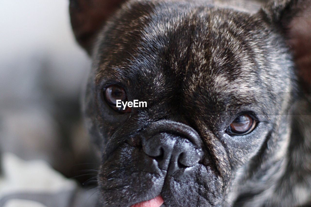 CLOSE-UP PORTRAIT OF PUG