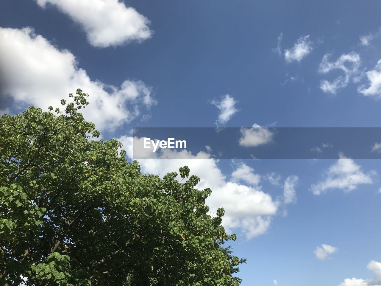 LOW ANGLE VIEW OF PLANTS AGAINST SKY