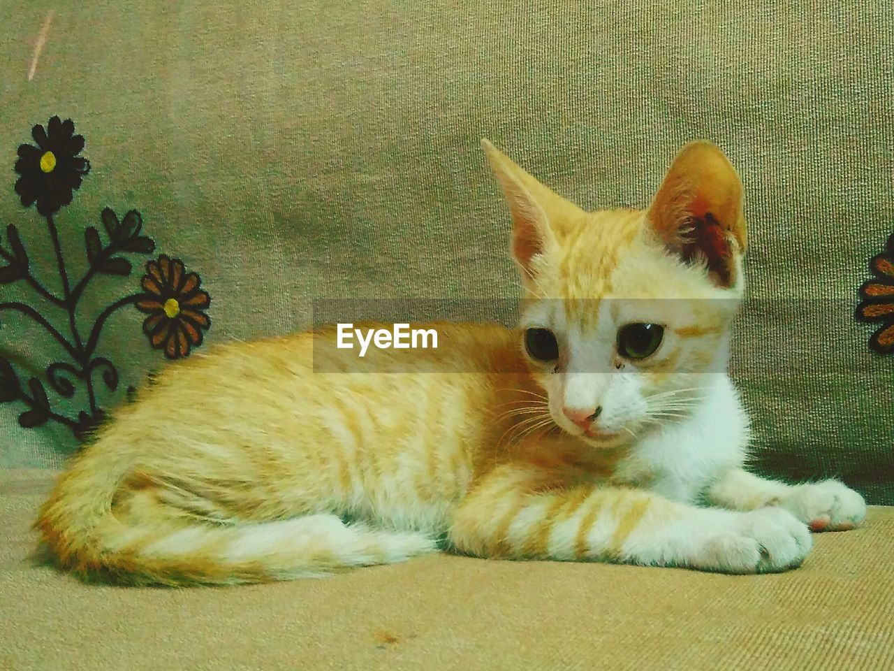 Close-up of kitten relaxing on sofa