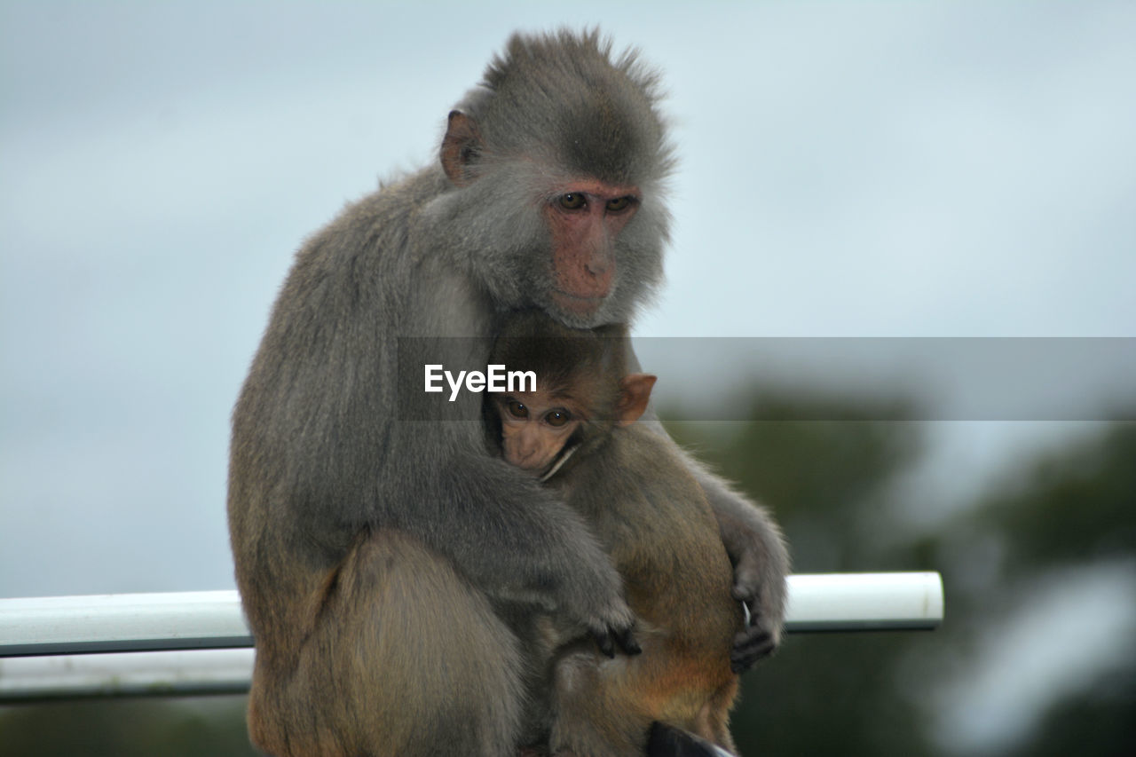 monkey, animal themes, animal, primate, animal wildlife, mammal, wildlife, macaque, sitting, group of animals, two animals, ape, young animal, old world monkey, no people, nature, focus on foreground, togetherness, baboon, day, care, animal family, outdoors, looking, emotion, love